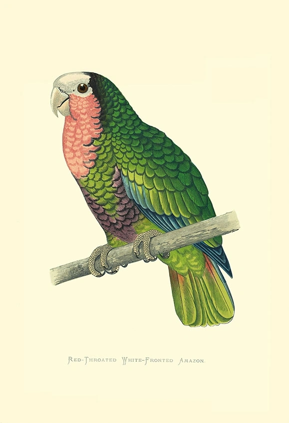 Red Throate White Fronted Amazon